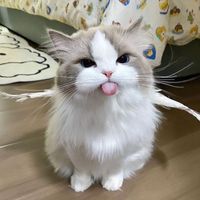 dandelions v2 suara cewek