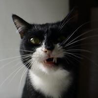 оригинальный звук