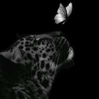 _mishellobo_