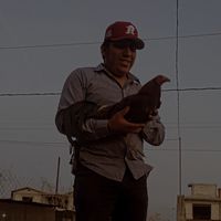 mane_mx