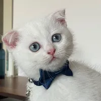 original sound - mecnunnbey