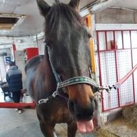 giddy_horse