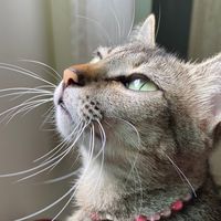 cat..nina