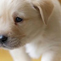 dog00004