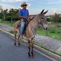 gabrieljesus571