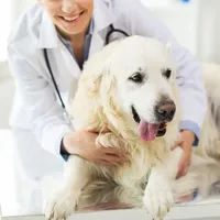 original sound - pet_dog_lover