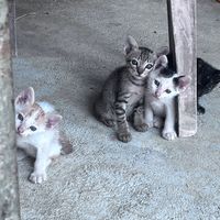 original sound - rinrin3519