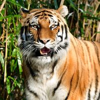 amazingworld_official