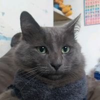 gatito_live