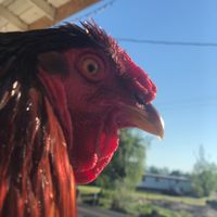 kentuckyflychicken