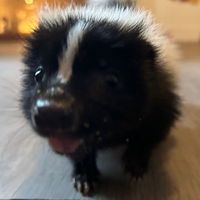 skank_the_skunk