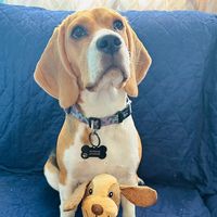 luna_la_beagletricolor