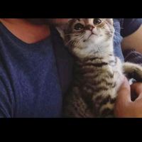 adoptaungatito