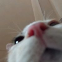 bony__cat