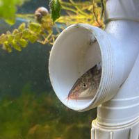 I hate all men... but I like to be fugged like a