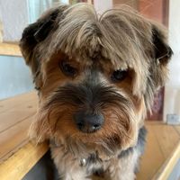 chubacaelyorkie