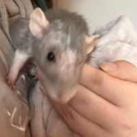 lola.the.rat0