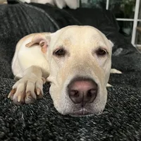 original sound - siyapht