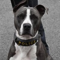 rescue_policek9_ace