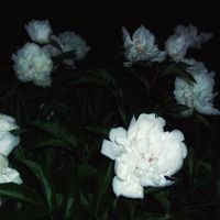 оригинальный звук - Untitled.mp4