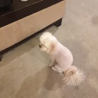 original sound - brayton69420