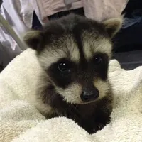 original sound - slzlord