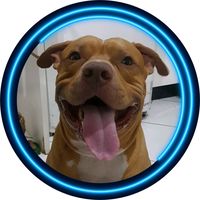 logan_o_pittbull