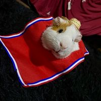 rambitoguineapig
