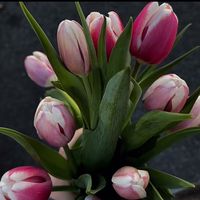 rosy13156