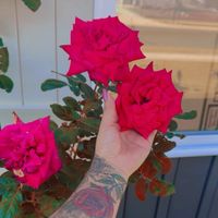 yanethmendozairlanda