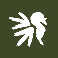 original sound - NWTF