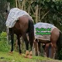 sonido original