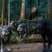 twilight..wolves