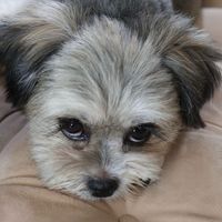 dogjiji