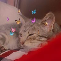 frouflou