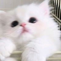 原聲 - 終身不離♡˖