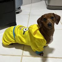 pets_ubatuba