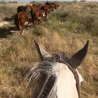 the.kansas.kowboi