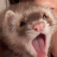 x.theferretcolony.x