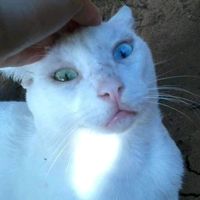 xibaldoeseusgatinhos