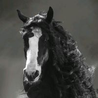 cedarcreekshiresyminis