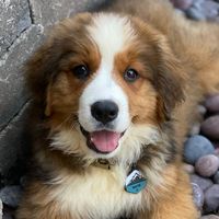 mattie.the.big.red.dog