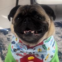 puggonewild