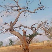 thioppet
