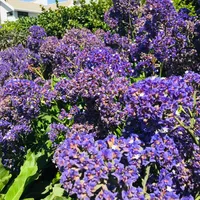 original sound - gidget456