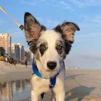 ozzydogcarioca