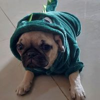 lokielpugsaurio