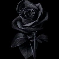 rosycruz.23