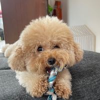 original sound - Cookies 🍪