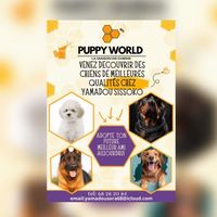 puppy.world223